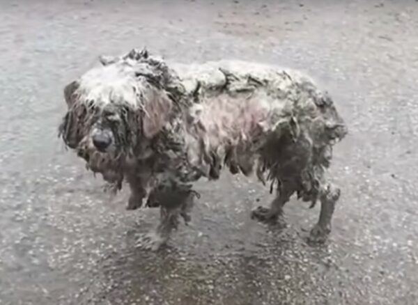 Del abandono a nuevos comienzos: el sorprendente cambio de imagen de un cachorro olvidado-1