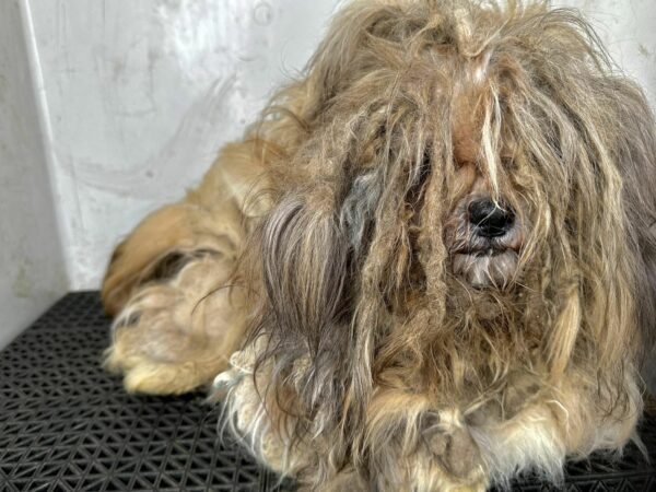 De la negligencia a nuevos comienzos: la sorprendente transformación de un cachorro-1 que alguna vez fue irreconocible