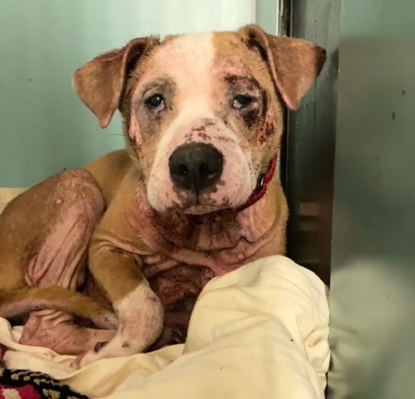 From Neglect to New Beginnings: The Stunning Transformation of a Shelter Dog-1