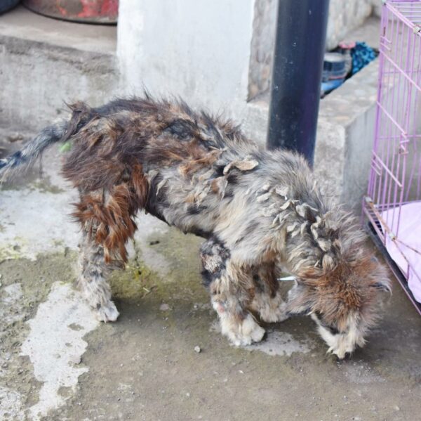 Del abandono a la realeza: la notable transformación de un cachorro rescatado-1