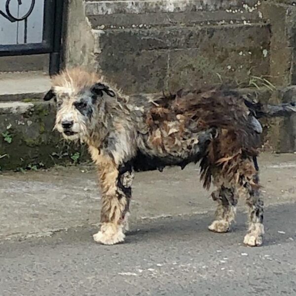 Del abandono a la realeza: la notable transformación de un cachorro rescatado-1