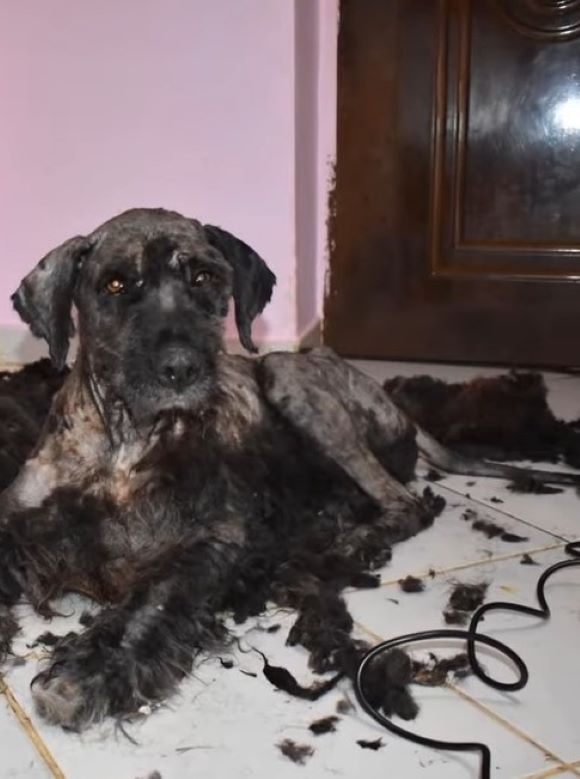 From Peril to Paradise: The Unbelievable Rescue of a Desperate Stray-2