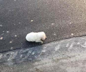 Del peligro a la prosperidad: el rescate emocional de un cachorro recién nacido-1