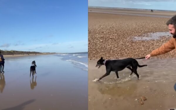 Del hipódromo al rescate sincero: muestra el viaje del galgo a un hogar para siempre-1