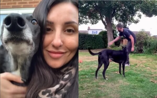 From Racetrack to Heartfelt Rescue: Flash the Greyhound's Journey to a Forever Home-1