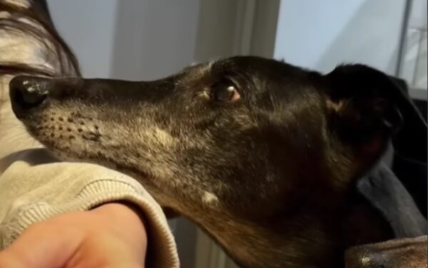 From Racetrack to Heartfelt Rescue: Flash the Greyhound's Journey to a Forever Home-1