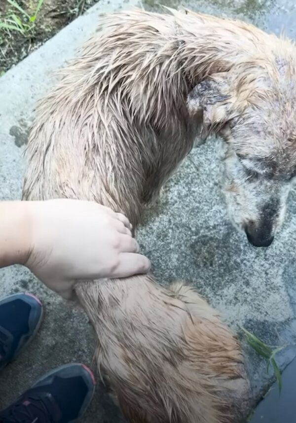 De la pobreza a la riqueza: el increíble viaje de un perro callejero convertido en golden retriever-1