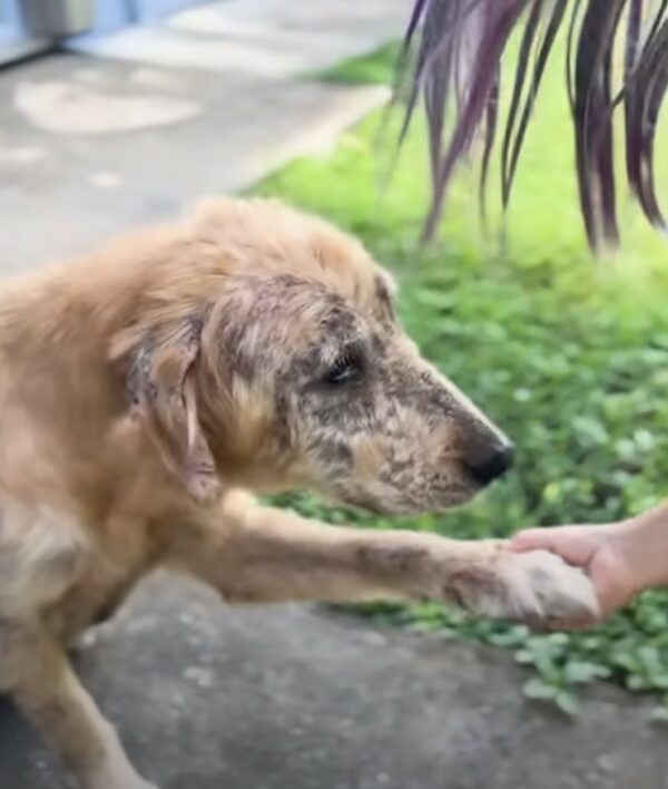 De la pobreza a la riqueza: el increíble viaje de un perro callejero convertido en golden retriever-1