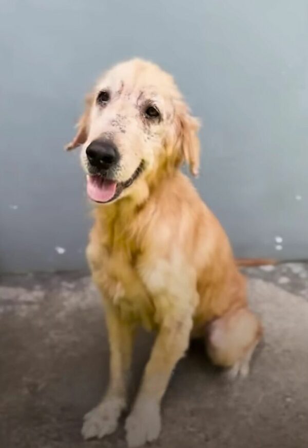 De la pobreza a la riqueza: el increíble viaje de un perro callejero convertido en golden retriever-1