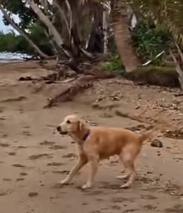 De la pobreza a la riqueza: el increíble viaje de un perro callejero convertido en golden retriever-1