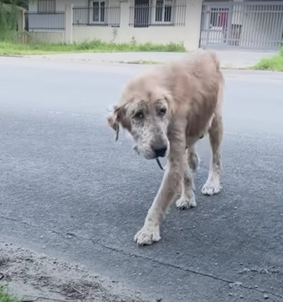 De la pobreza a la riqueza: el increíble viaje de un perro callejero convertido en golden retriever-1