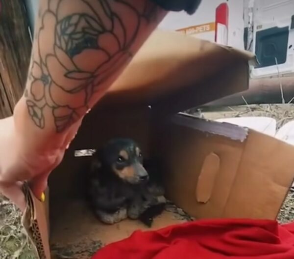 De una experiencia lluviosa a un confort acogedor: la transformación de un pequeño perro abandonado-1