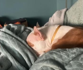 De las sombras del refugio a los brazos amorosos: la transformación de Rudy, el Pit Bull Mix-2