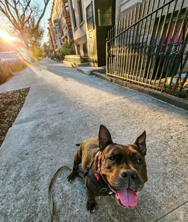 De las sombras del refugio al sol: cómo la sonrisa de un cachorro capturó un hogar para siempre-1