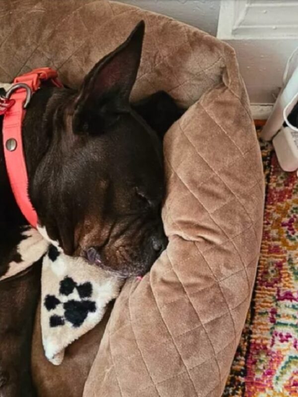 De las sombras del refugio al sol: cómo la sonrisa de un cachorro capturó un hogar para siempre-1