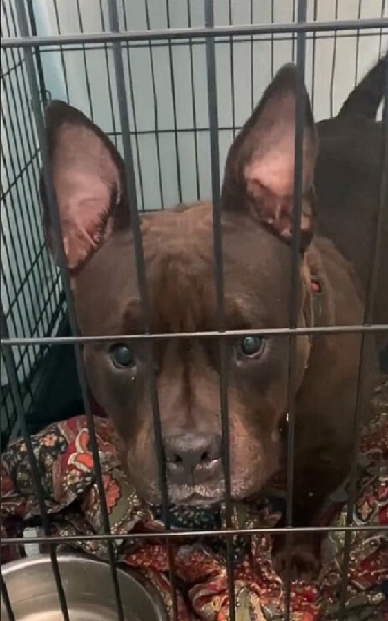 De las sombras del refugio al sol: cómo la sonrisa de un cachorro capturó un hogar para siempre-1