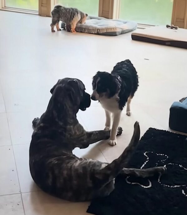 De la timidez a la luz de las estrellas: cómo se transformó la vida de un cachorro con un toque de amor-1