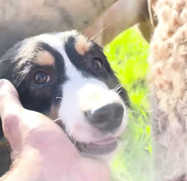 De la timidez a la luz de las estrellas: cómo se transformó la vida de un cachorro con un toque de amor-1