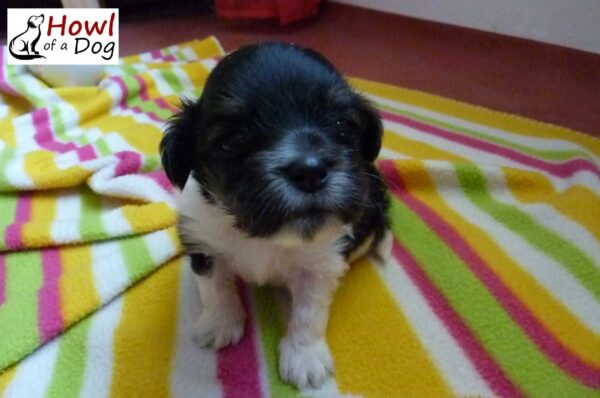 De la acera al latido del corazón: el impresionante cambio de imagen de un cachorro abandonado-1