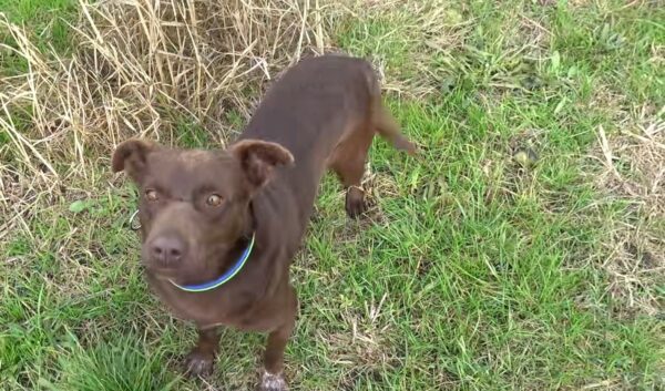 De callejero a amado: el conmovedor viaje de un perro llamado Remy-1