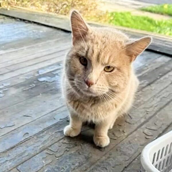 De Stray to Stay: La historia de un gato que eligió su hogar para siempre-1