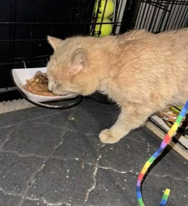 De Stray to Stay: La historia de un gato que eligió su hogar para siempre-3