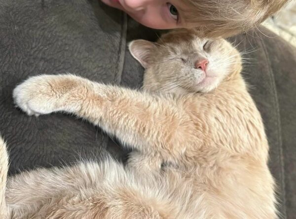 From Stray to Stay: The Tale of a Cat Who Chose His Forever Home-9