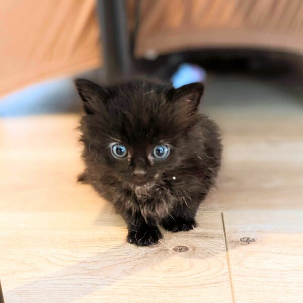 From Tragedy to Triumph: Discover the Transformation of an Unlikely Kitten Hero-1