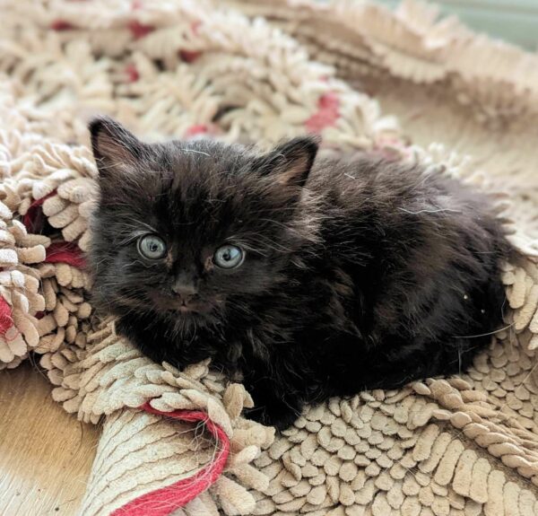 De la tragedia al triunfo: descubre la transformación de un improbable gatito héroe-1