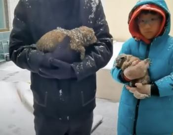 Frozen Paws and Warm Hearts: Father and Son's Life-Saving Discovery-1