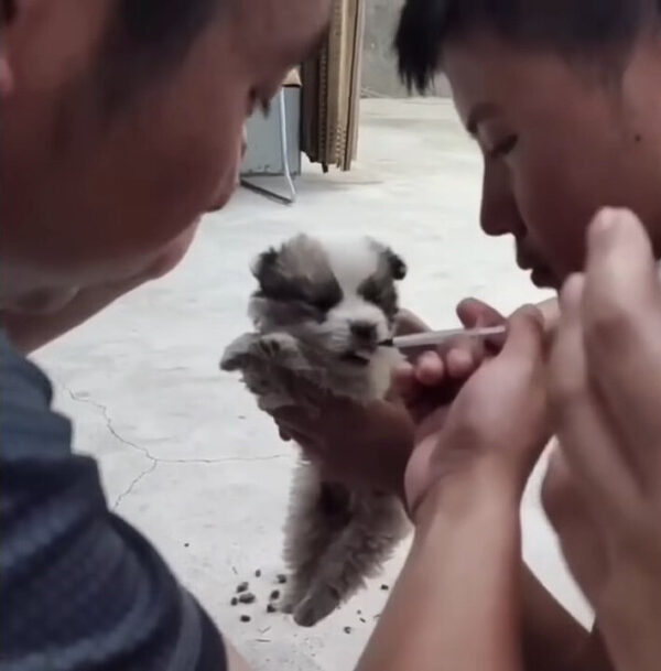 Niña encuentra un cachorro sin vida, lo que sucederá después te calentará el corazón-1