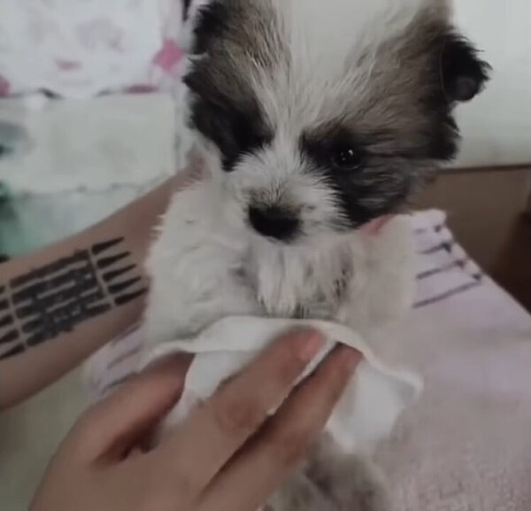 Niña encuentra un cachorro sin vida, lo que sucederá después te calentará el corazón-1