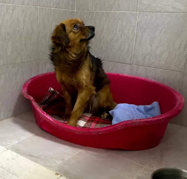 La lealtad inquebrantable del perro afligido después del trágico fallecimiento de su dueño-1