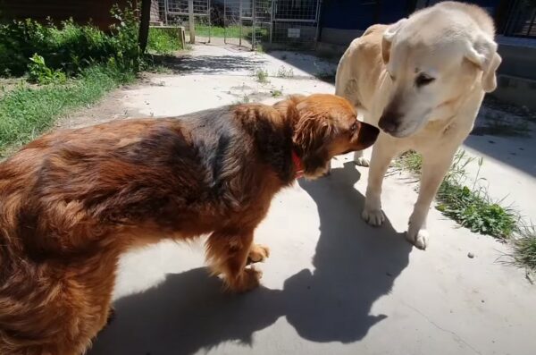 Grieving Dog's Unwavering Loyalty After Owner's Tragic Demise-1