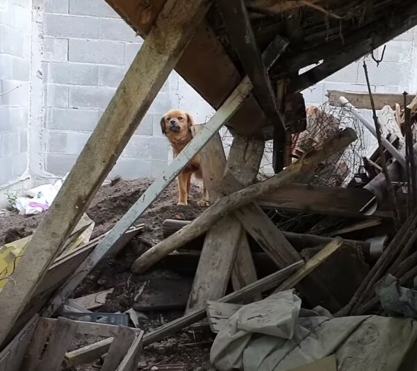 La lealtad inquebrantable del perro afligido después del trágico fallecimiento de su dueño-1