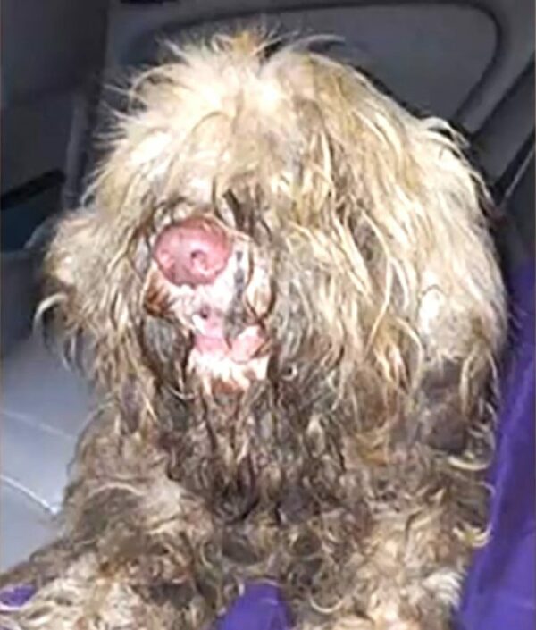 Groomer's Midnight Rescue revela un tesoro escondido debajo del pelaje enmarañado de un perro callejero-1