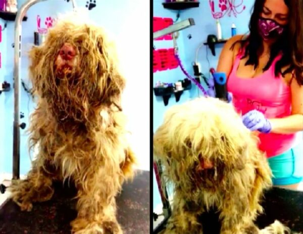 Groomer's Midnight Rescue Unveils Hidden Treasure Beneath Stray Dog's Matted Fur-2