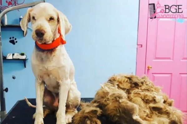 Groomer's Midnight Rescue Unveils Hidden Treasure Beneath Stray Dog's Matted Fur-3