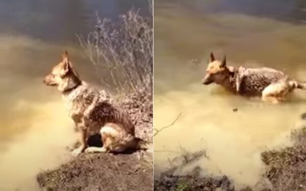 La divertida reacción del gruñón pastor alemán al salir del agua derretirá tu corazón-1