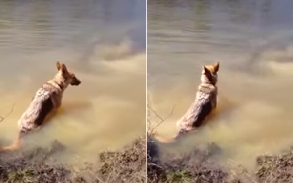 La divertida reacción del gruñón pastor alemán al salir del agua derretirá tu corazón-1