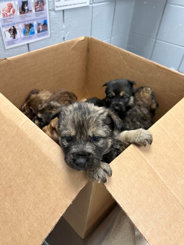 Heart-Wrenching Rescue: Four-Week-Old Puppies Left to Freeze in a Storm-1