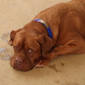 Decisión desgarradora: el querido perro de la familia es abandonado por un nuevo bebé-1