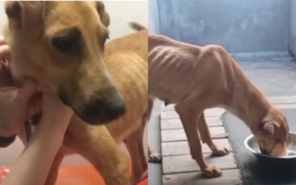 Una decisión desgarradora conduce a un milagro para el perro abandonado-1