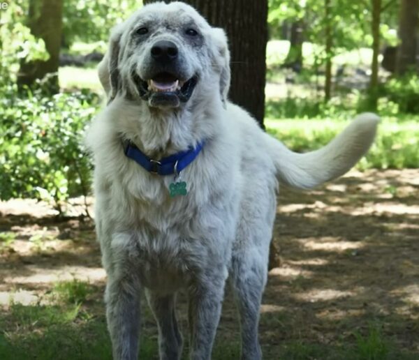 El desgarrador viaje de un perro abandonado para encontrar el amor verdadero-1