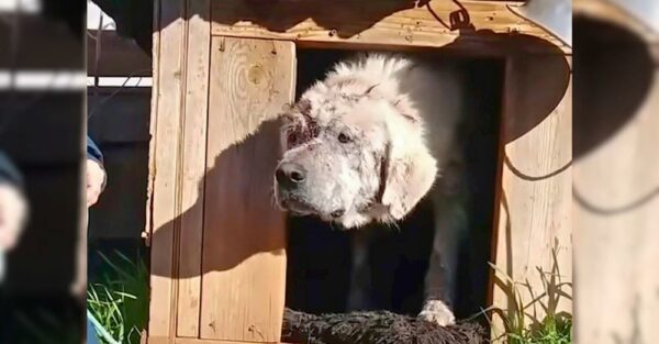 El desgarrador viaje de un perro abandonado para encontrar el amor verdadero-1