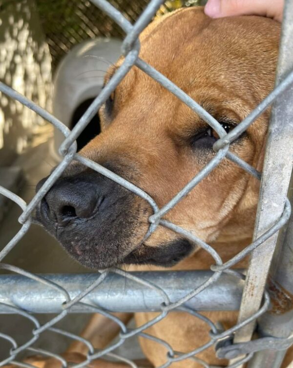 El sincero viaje de un amoroso perro de refugio que todavía busca su hogar definitivo-1