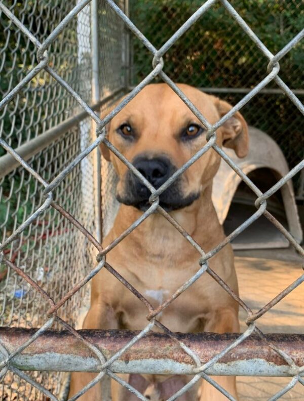 El sincero viaje de un amoroso perro de refugio que todavía busca su hogar definitivo-1