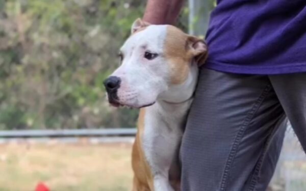 Heartfelt Journey: Shelter Dog's Hug Quest for a Forever Home-1