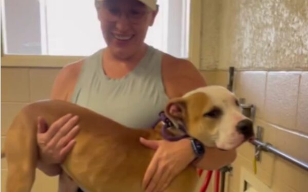 Heartfelt Journey: Shelter Dog's Hug Quest for a Forever Home-1