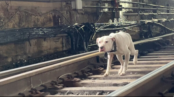 Heartfelt Rescue: Stray Pup's Desperate Run Along the Tracks-1